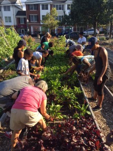 People harvesting produce at Fairgate Farm